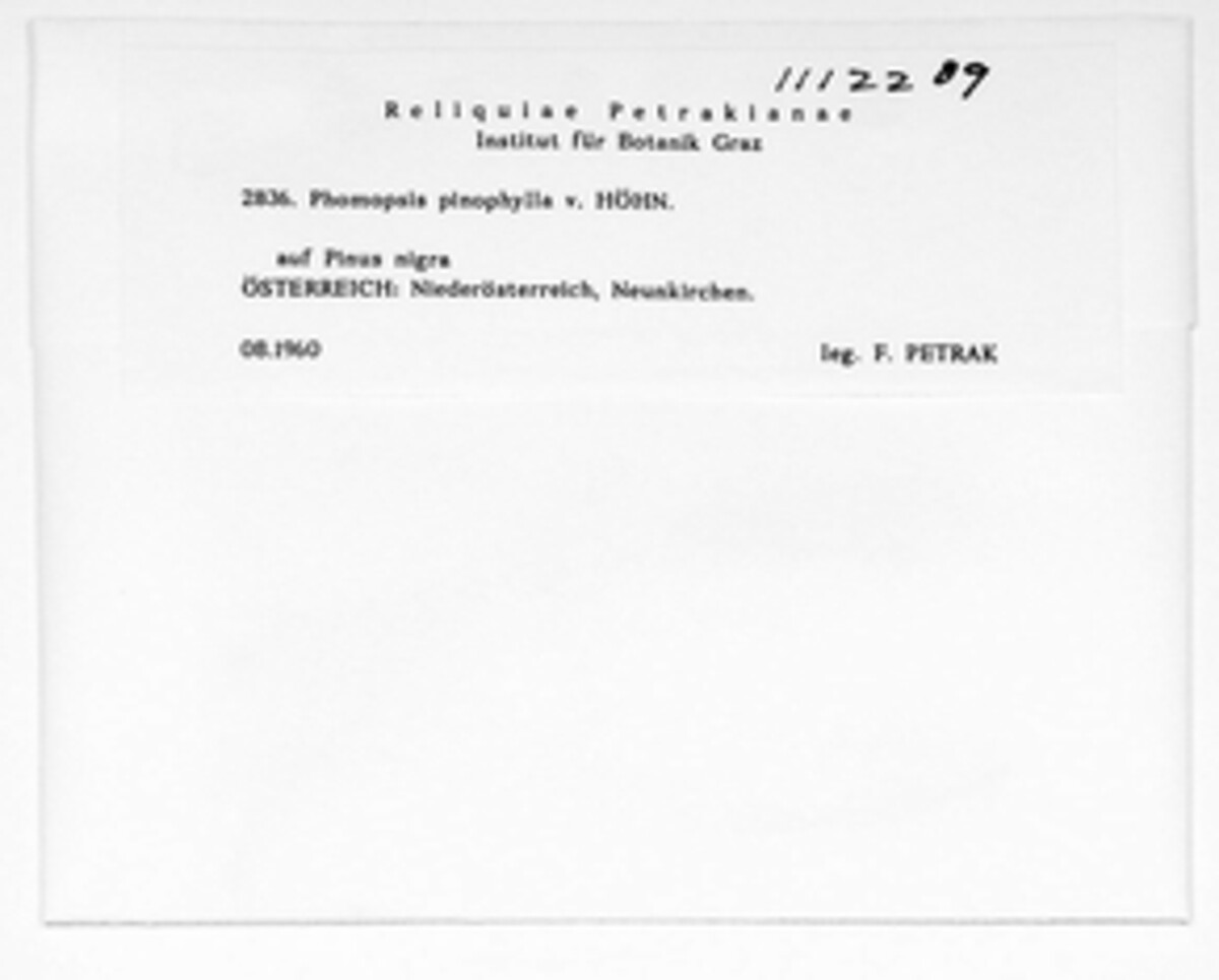 Phomopsis pinophylla image